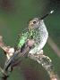 Hummingbird Garden Photo: Greenish Puffleg